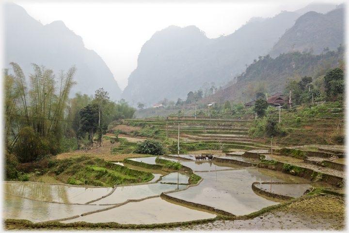 Terraces with buffalo and karst hills beyond.