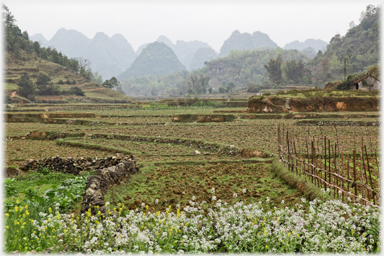 Flowers fields and a skyline of karsts.