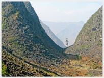 Pine at the entrance to the Ma pi Leng pass in northern Vietnam.