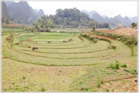 Fields in amphitheatre with karsts in background.