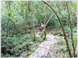 Looking down the steps into the jungle.