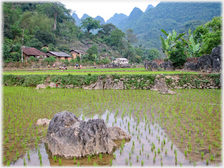Paddy fields in front of the Pac Bo village houses.