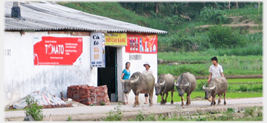 Village houses.