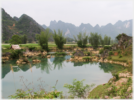 Pool with bamboos beside it.