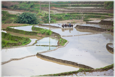 Flooded paddy fields with buffalo.