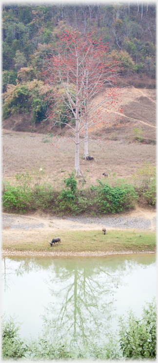 Two trees with bright flowers.