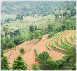 View of terraces.