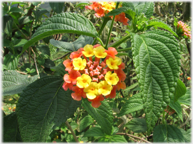 Wayside primrose-like flower.