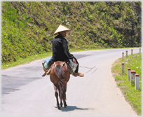 Pony and rider on road.