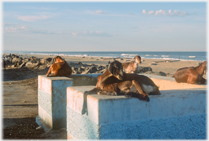 Goat resting on food bin.