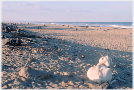 Goat at beach edge.