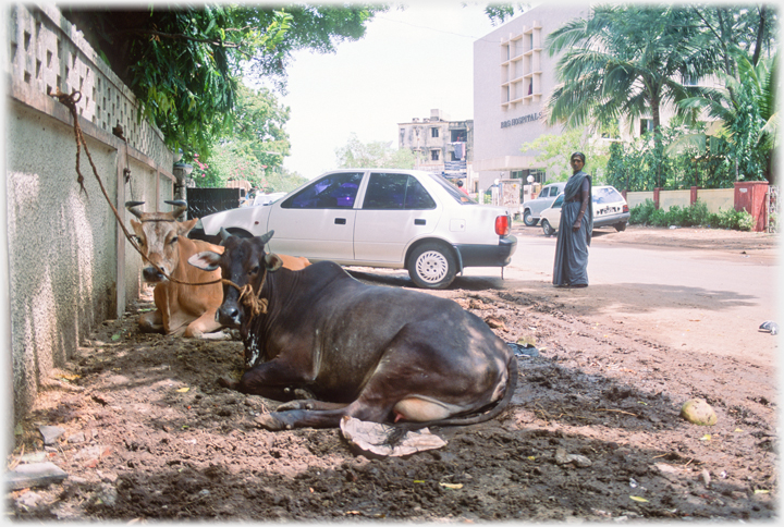 Cows lying in the shade by a wall with cars parked beyond.