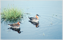 Red necked Phalaropes on Aedey in Iceland.