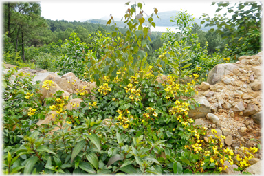 Flowers by roadside.