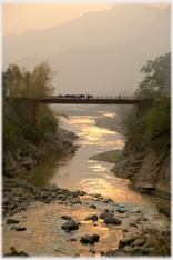 Buffalos on bridge at sunset.