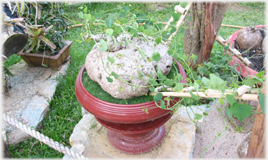 Stone like plant in pot with tendrils.