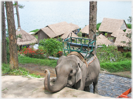 Elephant standing below with its trunk resting on the walkway.