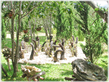 In a clearing on a stone bed a dozen or so vertical curving thick tenticle-like plants.