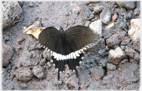 Black and white butterfly on stones.