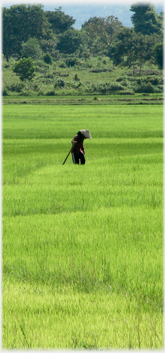 Woman bending with hoe in the middle of paddy field.