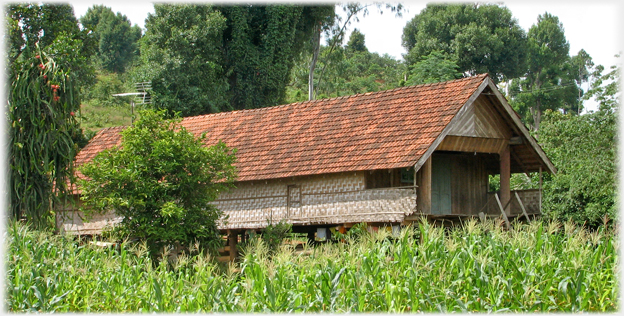 Long House with corn growing in front.