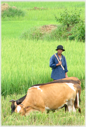 Man by cattle.