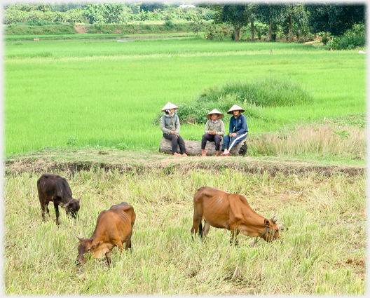 Three women watch three cattle, and the photographer.