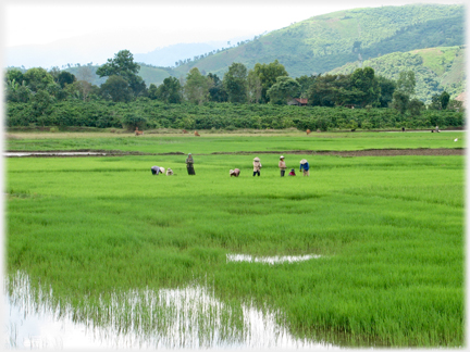 Line of women working in a field.