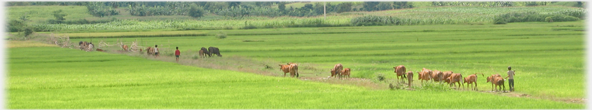 Cattle strung out on a track with herders.