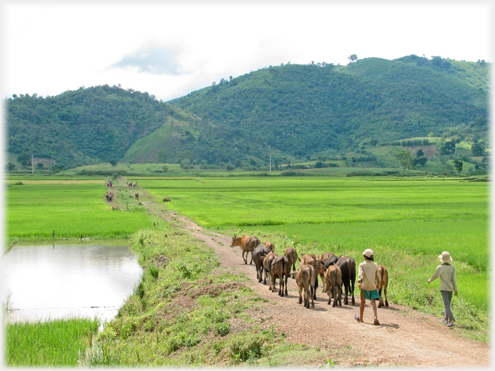 Boys herding cattle down a path towards hills.