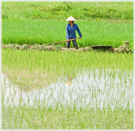 A woman working behind young paddy.