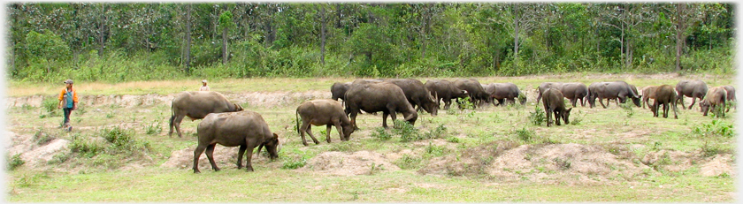 Herd of some two dozen buffalo.
