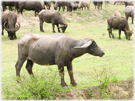 Side view of buffalo in front of herd.