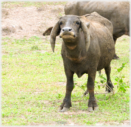 Buffalo looking directly at camera nose up.