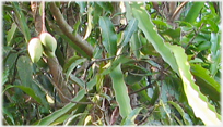 Close view of fruit and leaves of dragon fruit.