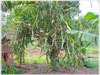 Dragon fruit trees.