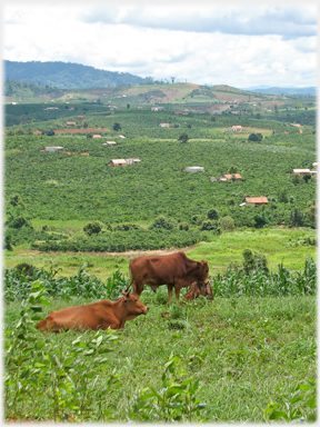 Treeless wide valley with many scattered houses and their crops.