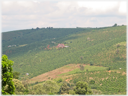 Hillside solid with  coffee plantations.