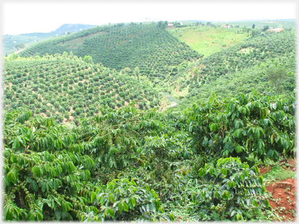 Near and far hillsides with coffee planations.