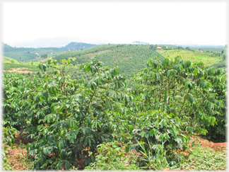 Coffee bushes on plantation.