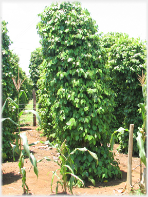 Black pepper vines growing in towers.