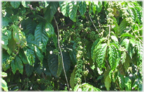 Black peppers hanging in pendants from their vines.