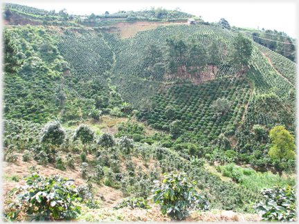Steep hillside with coffee plantation.