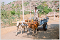 Ox cart with driver stanging.