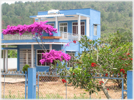 Purple bougainvillias set off by a blue house.