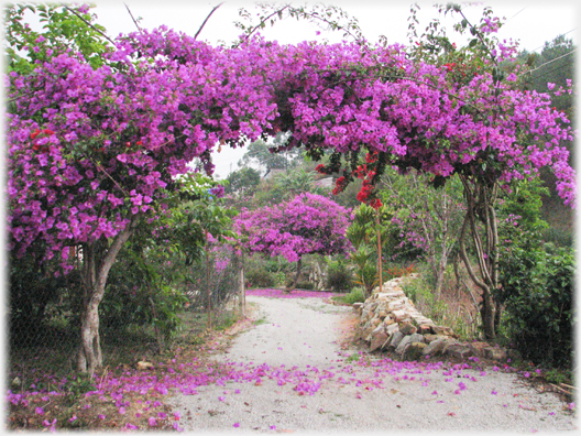 Bougainvillea arches over a driveway.