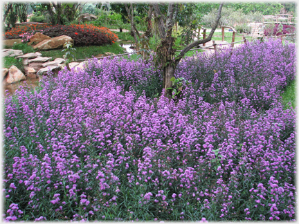 Large bed of blue flowers.