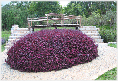Large mound of purple flowers.