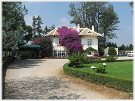 House with massive growth of bougainvillea half engulfing it.