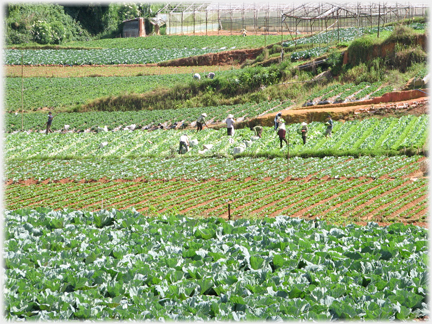 Fields of cabbages with workers further off.